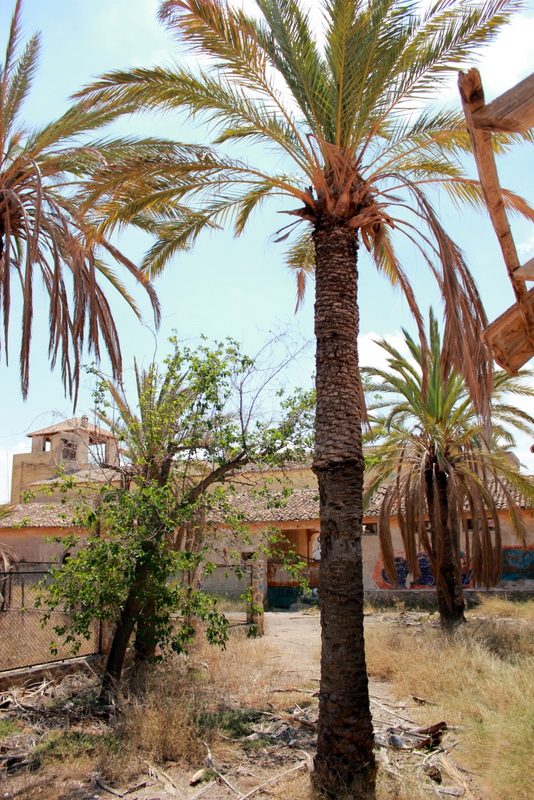 Palmeras del jardín de la casona