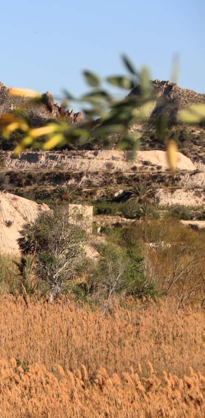 Vista del valle entre palmeras y cañaverales
